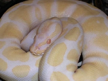 Albino Ball python