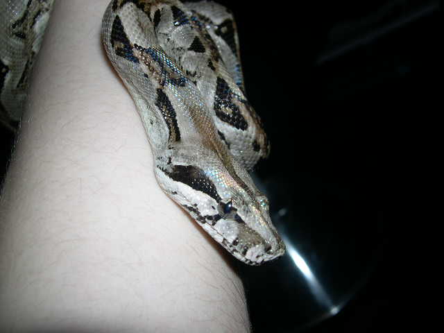 1.0 red tail boa