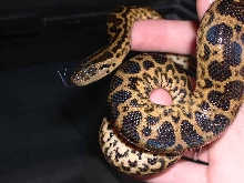 Yellow Anaconda 2