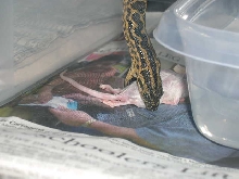 Yellow Anaconda 3