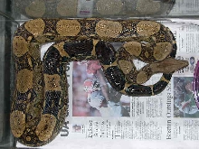 1.0 Red tail boa