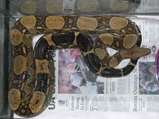 1.0 Red tail boa