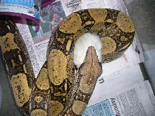 1.0 red tail boa