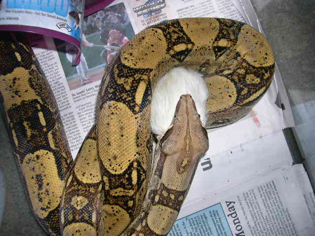 1.0 red tail boa