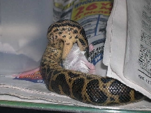 Yellow anaconda 5
