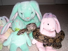 Kitty on easter