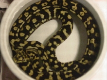my JCP cruzing in his dish