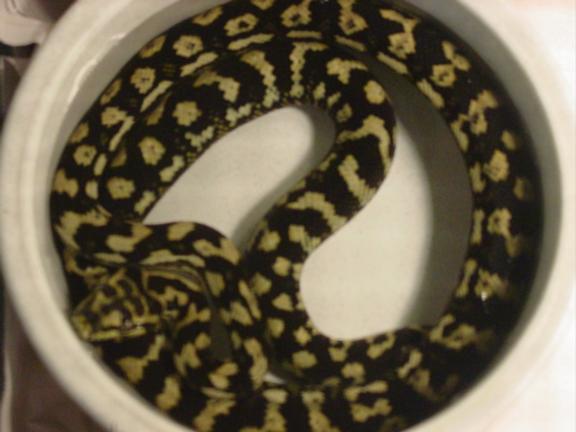 my JCP cruzing in his dish