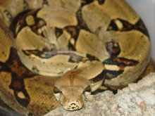 close up side view of my female in her tub