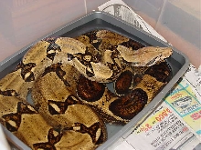 female soaking