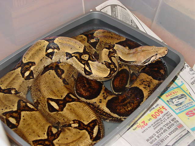 female soaking