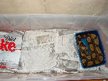 males tank