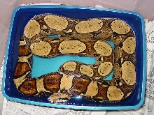 male soaking