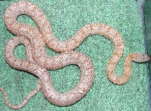 Elaphe Bairdi 03 female