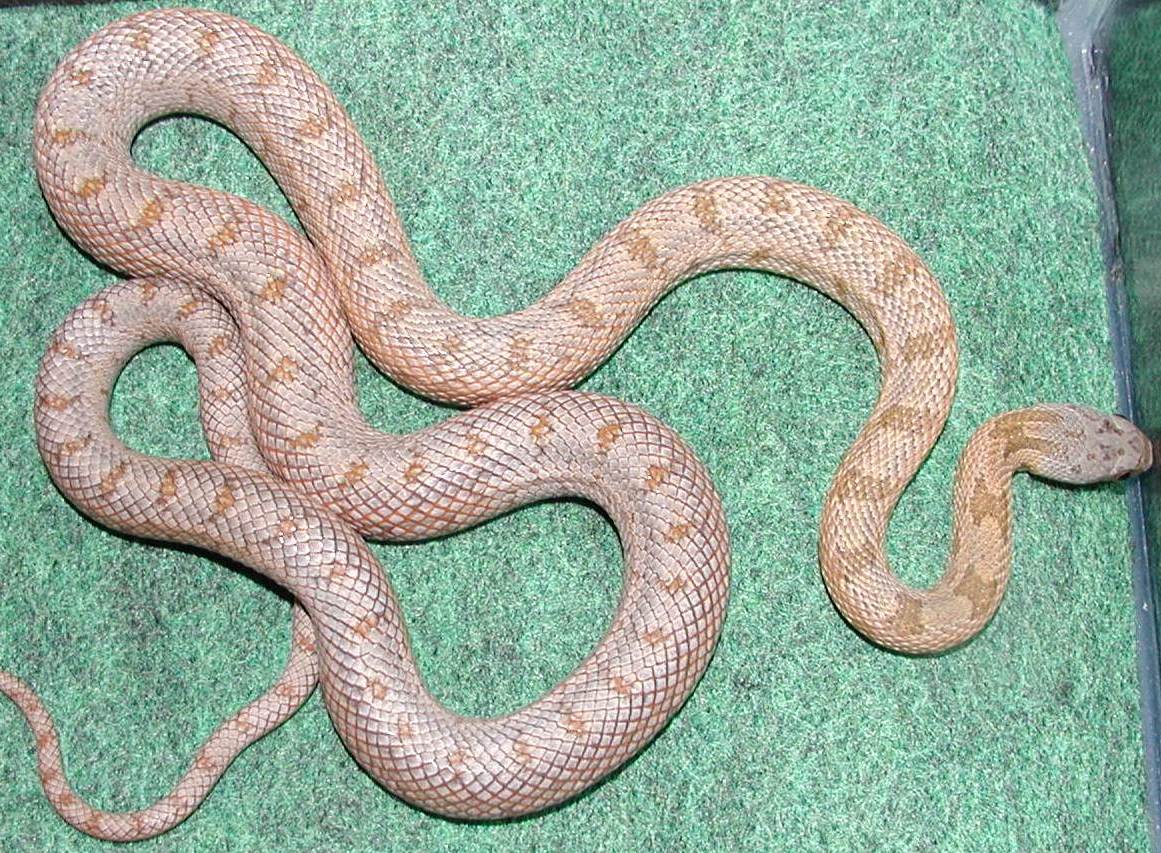 Elaphe Bairdi 03 female