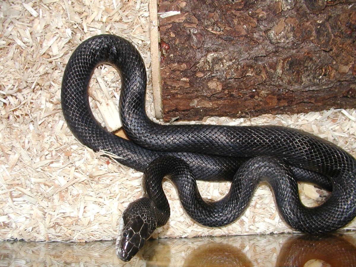 Black Rat 1