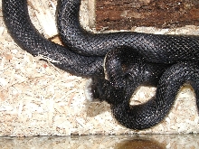 Black Rat Snake 4