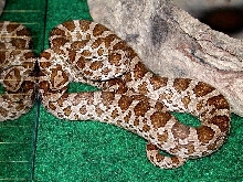 Great Plains Rat Snake