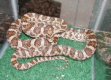 Great Plains Rat Snake