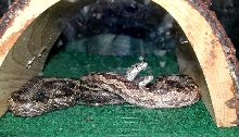 Gray Rat sisters under hide
