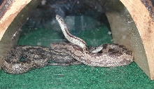 Gray Rats under hide 2