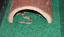 Gray Rat Snake