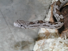 Male Gray Rat 1