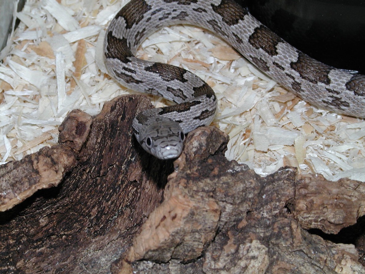 Male Gray Rat Resting his head