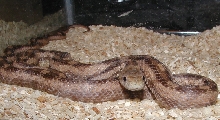 Gulf Hammock Rat Snake 1