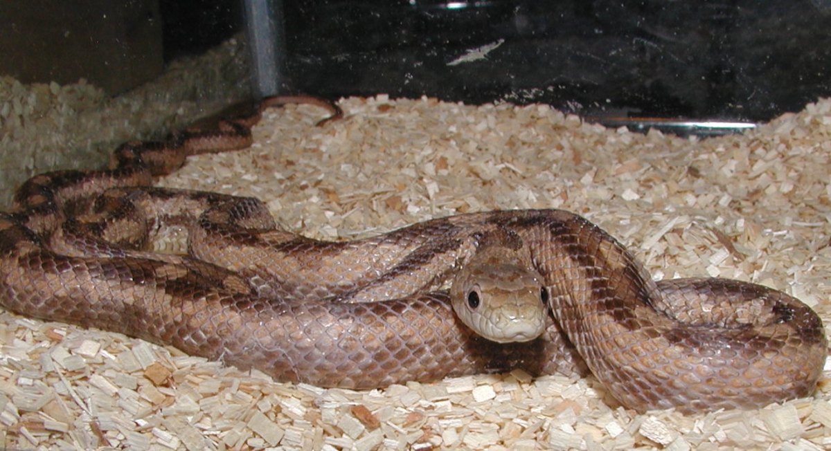 Gulf Hammock Rat Snake 1