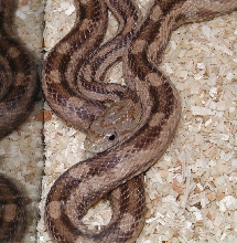 Gulf Hammock Rat Snake photo 2