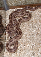 Gulf Hammock Rat Snake Photo 3
