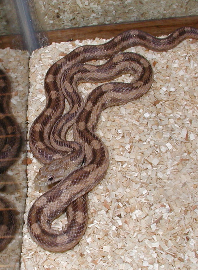 Gulf Hammock Rat Snake Photo 3
