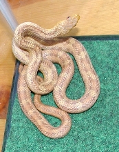 Female Yellow Rat Snake