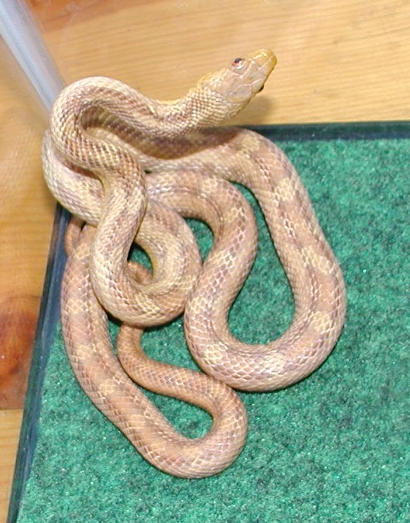 Female Yellow Rat Snake