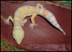 Las Vegas Albino