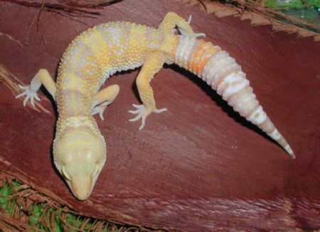 Las Vegas Albino