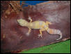 Las Vegas Albino Female