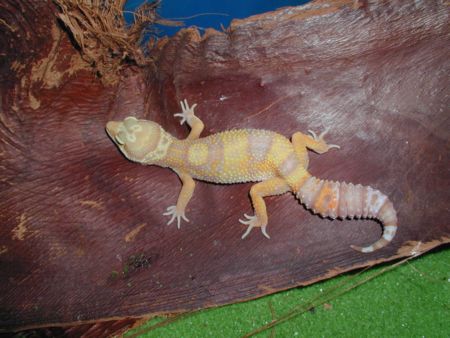Las Vegas Albino Female