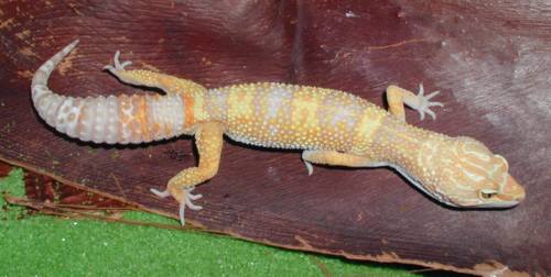 Albino Leo