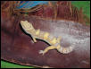 Las Vegas Albino