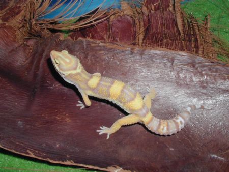 Las Vegas Albino