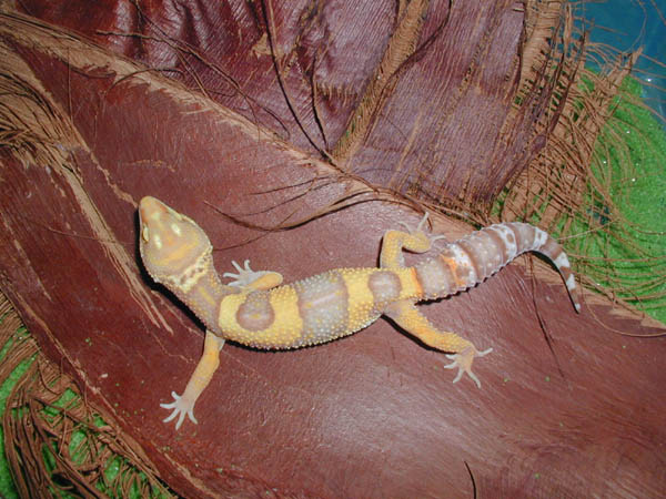 01 Albino Male