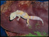 Las Vegas Albino