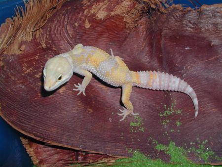 Las Vegas Albino