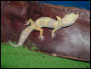 Las Vegas Albino