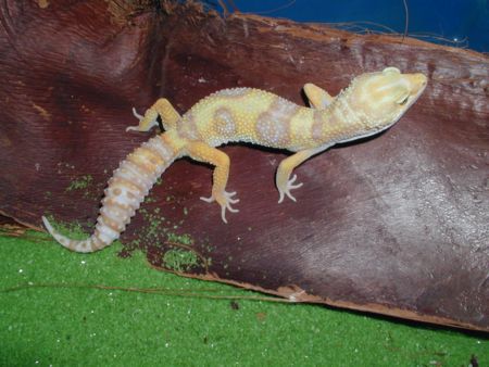 Las Vegas Albino