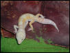 Las Vegas Albino