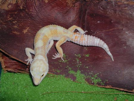 Las Vegas Albino