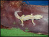 Las Vegas Albino